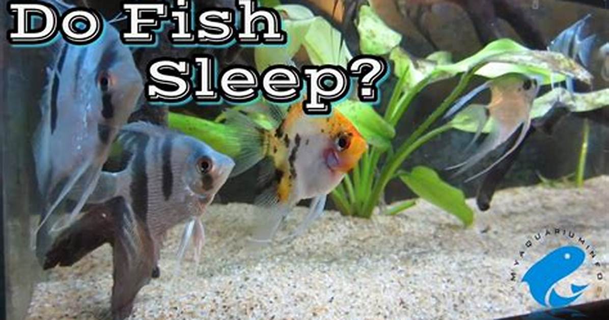 Do Fish Sleep