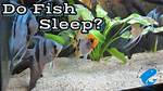 Do Fish Sleep