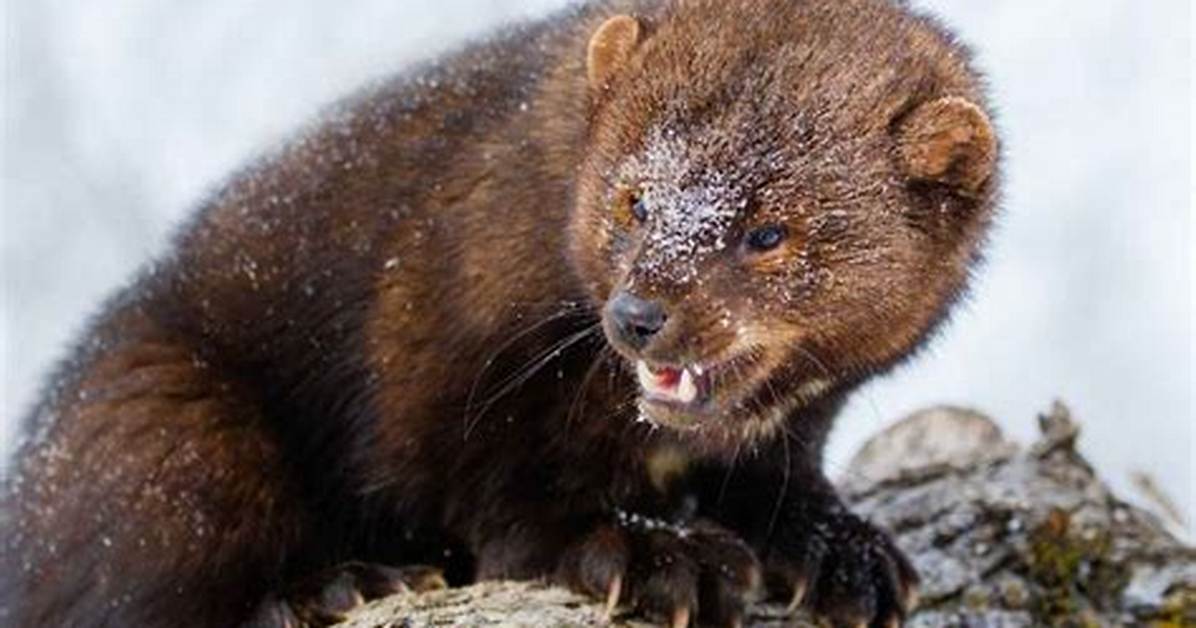 Do Fisher Cat Attack?