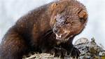 Do Fisher Cat Attack?