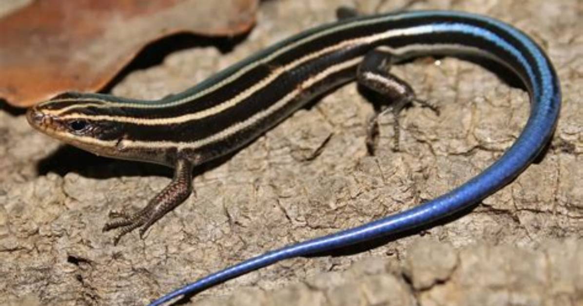 Do Five Lined Skinks Have Teeth?