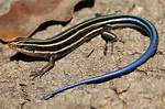Do Five Lined Skinks Have Teeth?