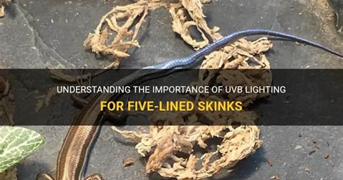 Do Five Lined Skinks Need Uvb?