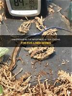 Do Five Lined Skinks Need Uvb?