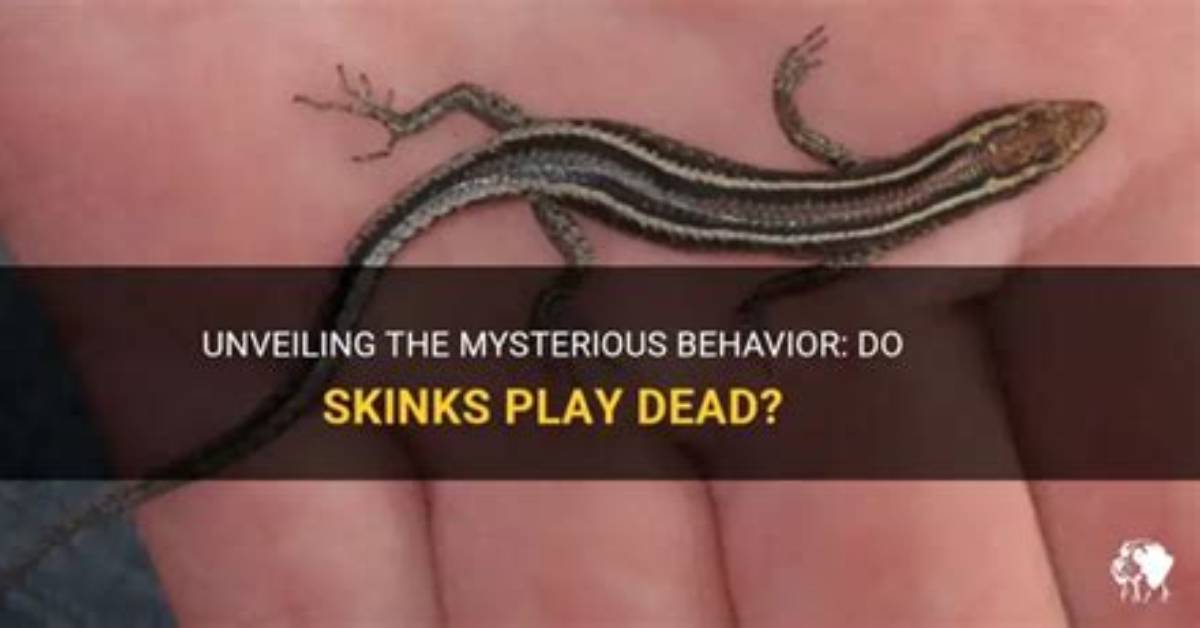 Do Five Lined Skinks Play Dead?