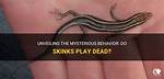Do Five Lined Skinks Play Dead?