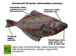 Do Flatfish Have Scales?