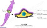 Do Flatworms Have Coelom?