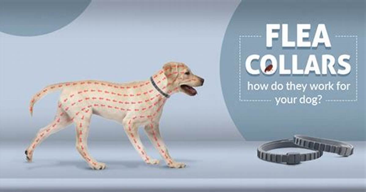 Do Flea Collars Work