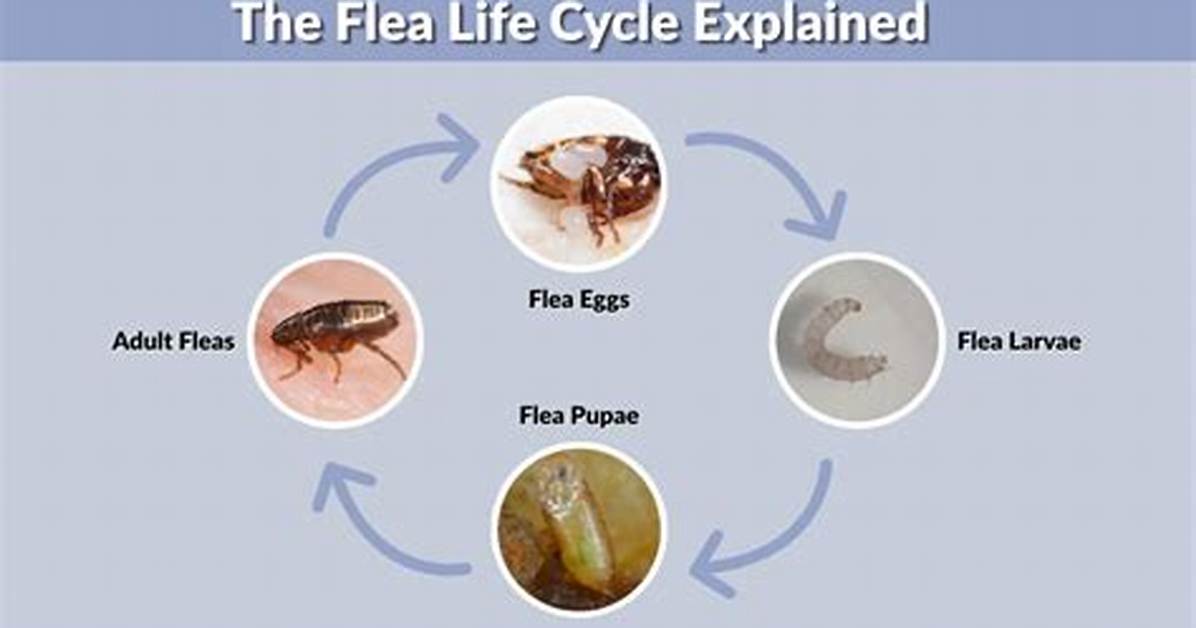 Do Fleas Eventually Die off?