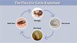 Do Fleas Eventually Die off?