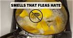 Do Fleas Hate Lemon Scent