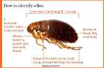 Do Fleas Live Outside?