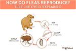Do Fleas Turn into Worms?
