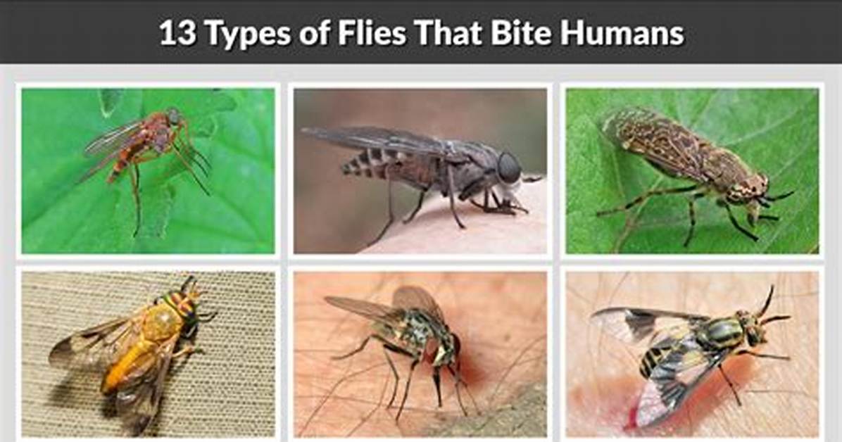 Do Flies Bite Humans