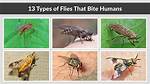 Do Flies Bite Humans