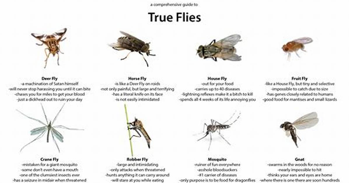 Do Flies Like Grass