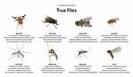 Do Flies Like Grass
