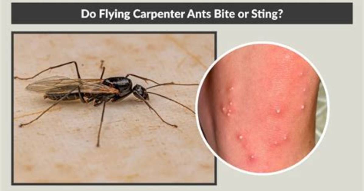 Do Flying Ants Bite?