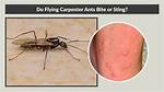 Do Flying Ants Bite?