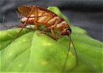Do Foggers Kill Roach Eggs?