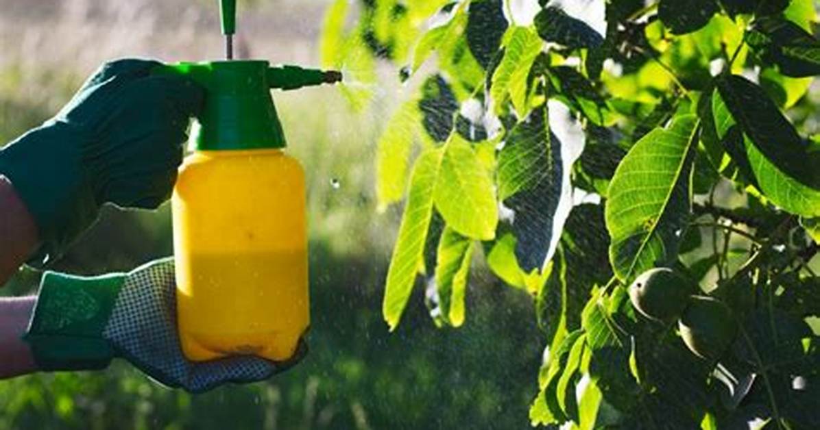 Do Foliar Sprays Work?