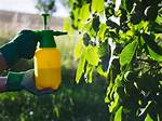 Do Foliar Sprays Work?
