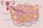Do Follicles Develop During Pregnancy?
