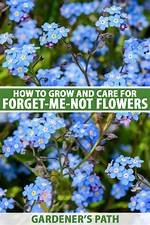 Do Forget Me Nots Spread?