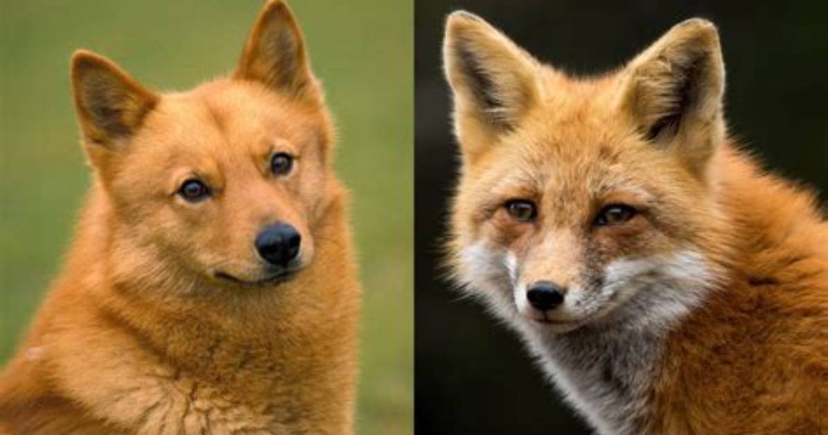 Do Fox Like Dogs?
