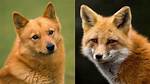 Do Fox Like Dogs?