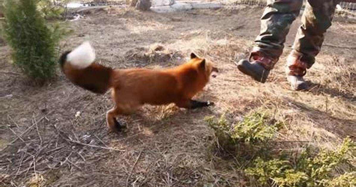 Do Foxes Attack Humans