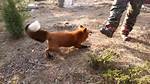 Do Foxes Attack Humans
