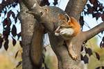 Do Foxes Climb Trees?