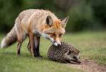 Do Foxes Predate Hedgehogs?