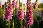 Do Foxgloves Need Full Sun
