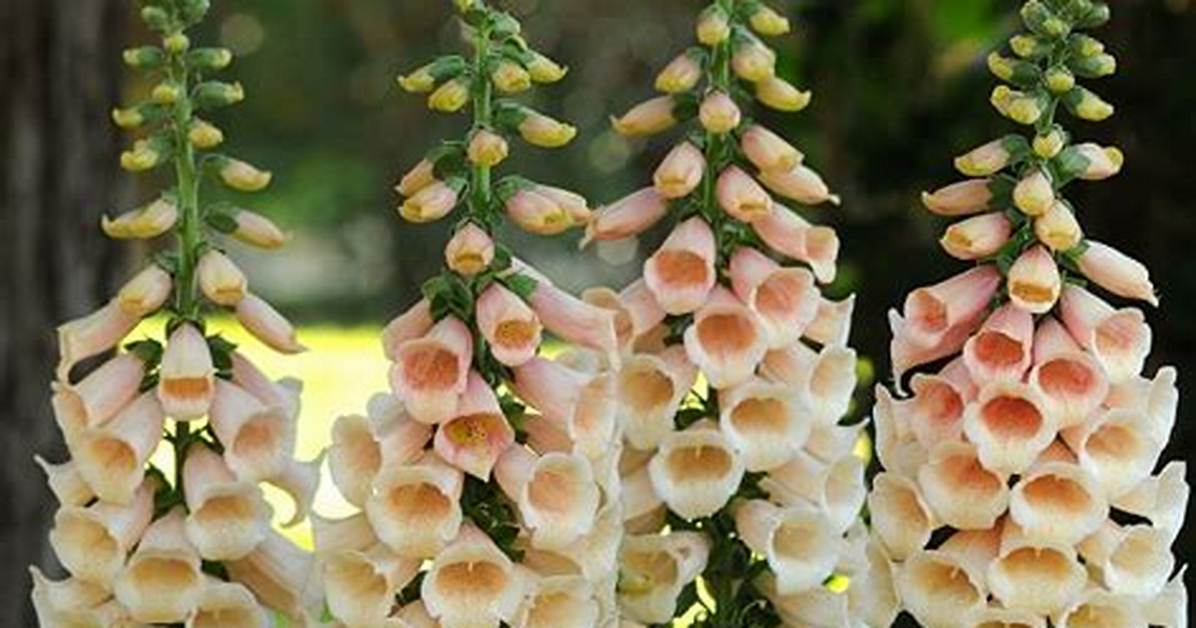 Do Foxgloves Self Seed?