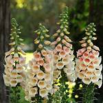 Do Foxgloves Self Seed?