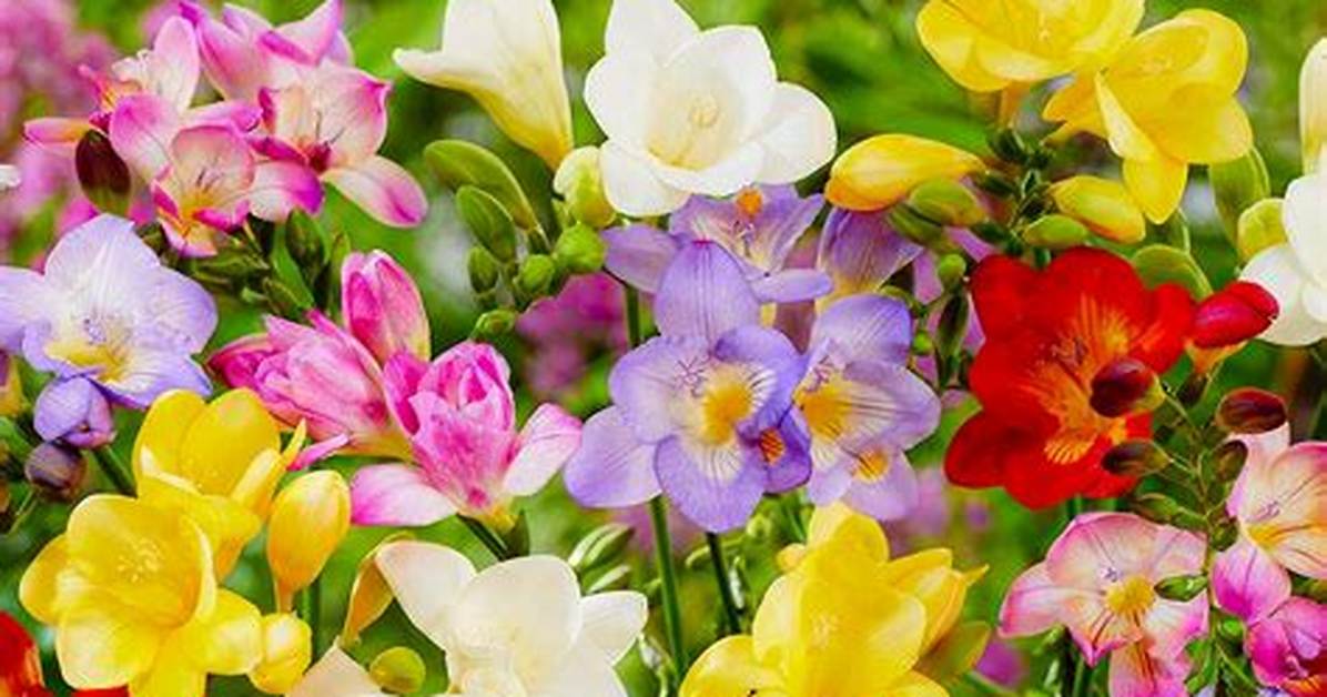 Do Freesias Spread
