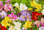 Do Freesias Spread