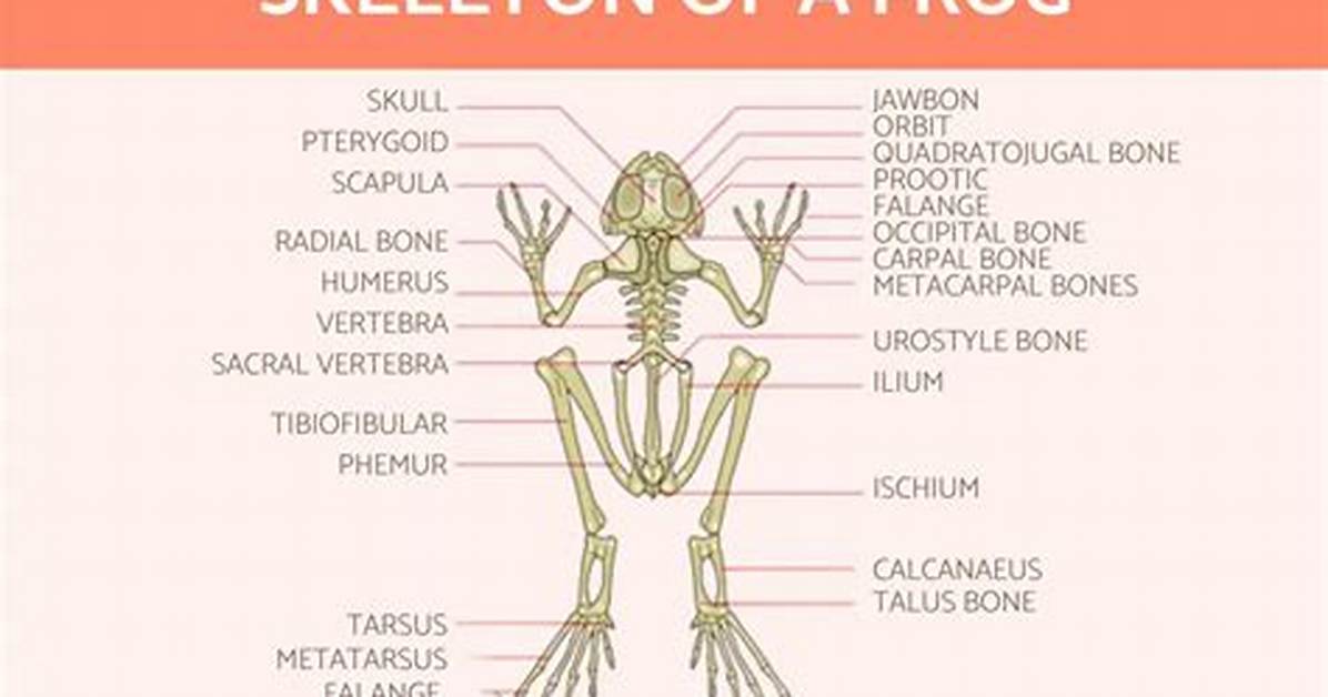 Do Frogs Have Bones