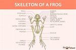 Do Frogs Have Bones