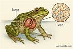 Do Frogs Have Webbing?