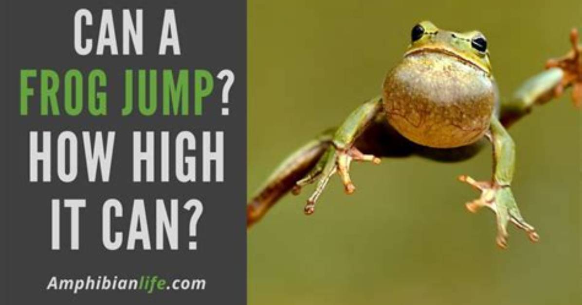 Do Frogs Jump High