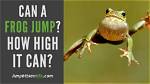 Do Frogs Jump High