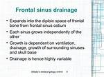 Do Frontal Sinuses Drain?