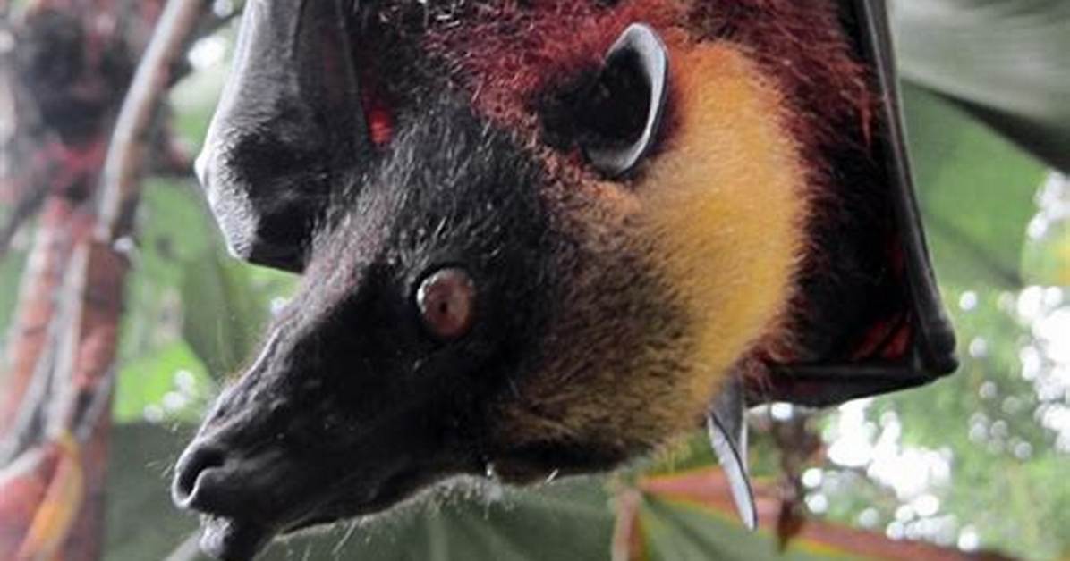 Do Fruit Bats Echolocate?