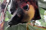 Do Fruit Bats Echolocate?
