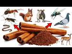 Do Fruit Flies Hate Cinnamon?