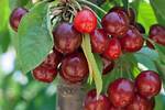 Do Fruiting Cherry Trees Flower?